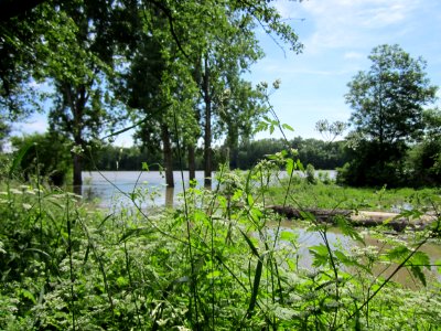 20130602Rheinhochwasser Altlussheim07