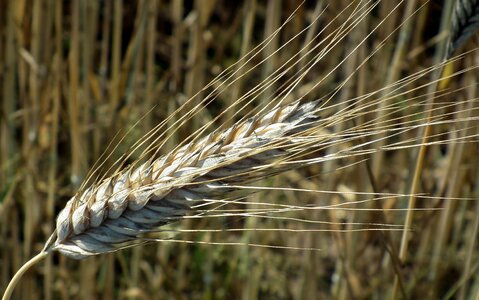 Bread straw nature