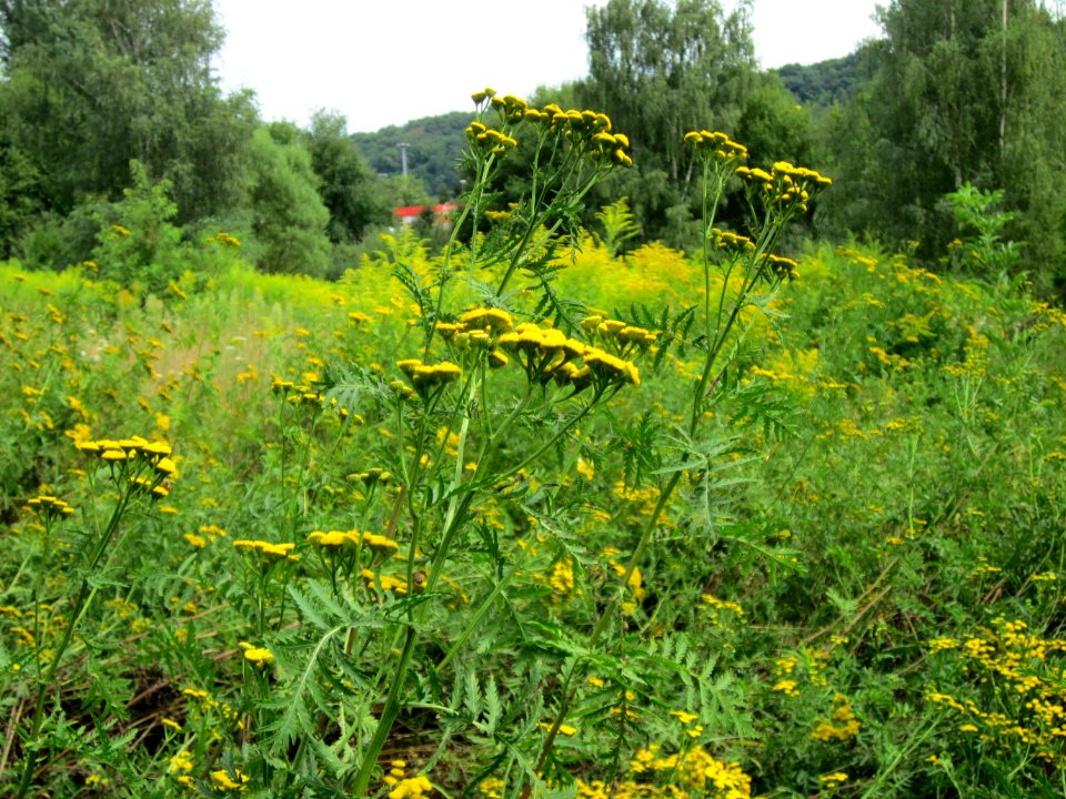 20120805Tanacetum vulgare05