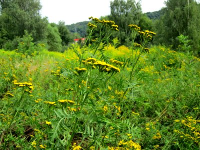 20120805Tanacetum vulgare05 photo