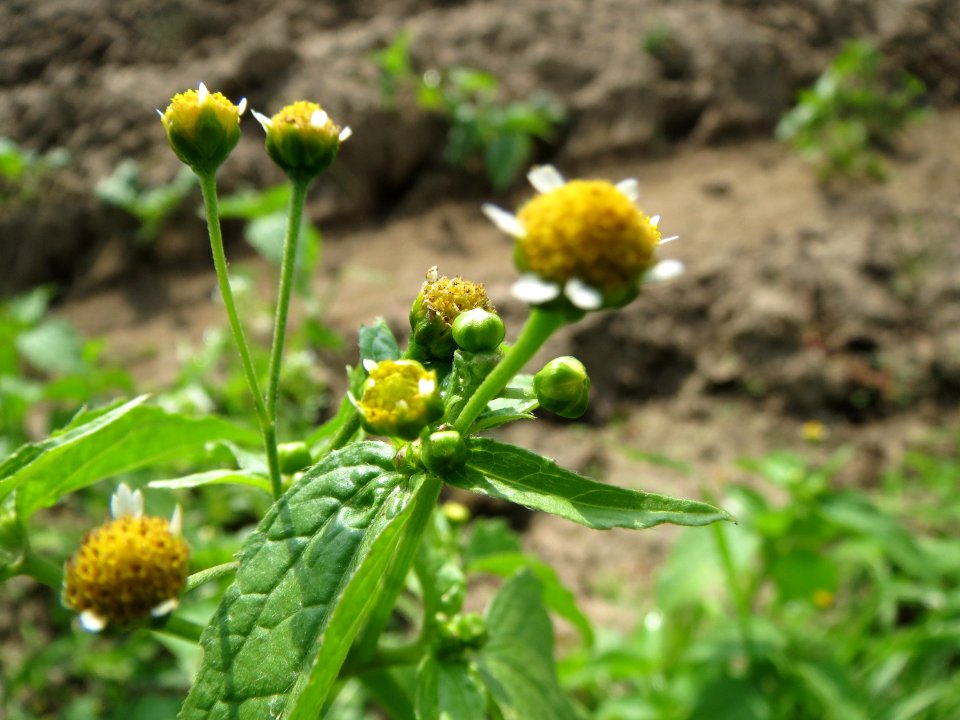 20130925Galinsoga parviflora