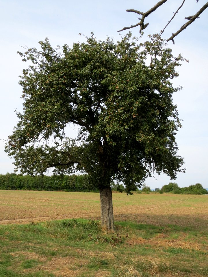 20130822Birne Reilingen2
