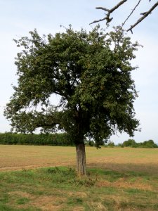 20130822Birne Reilingen2
