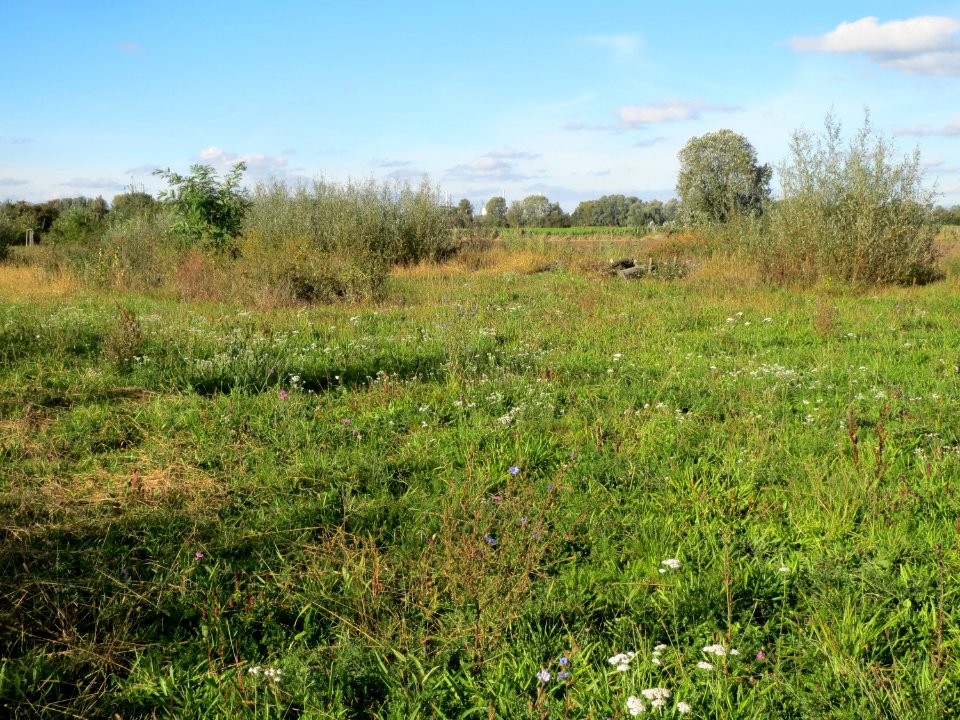 20131013Schwetzinger Wiesen1