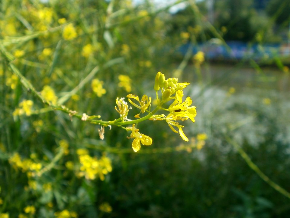 20120703Brassica nigra4