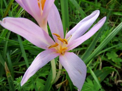 20131009Colchicum autumnale3