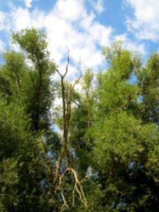 20120904Salix alba11