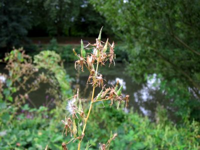 20120828Lactuca serriola2