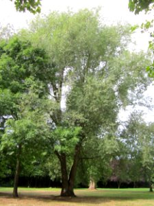20120828Silberweide Saarbruecken2