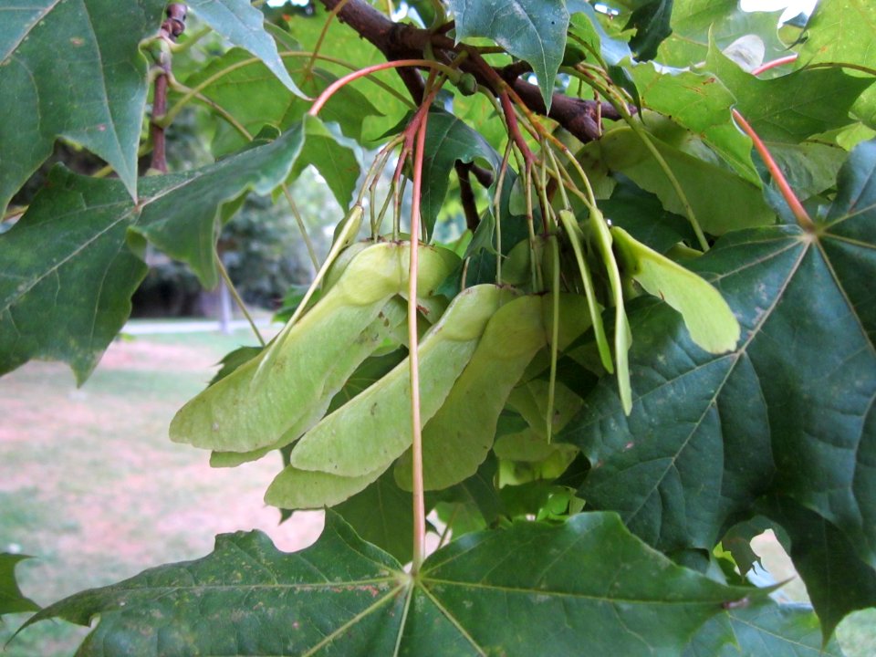 20120828Ahorn Staden2