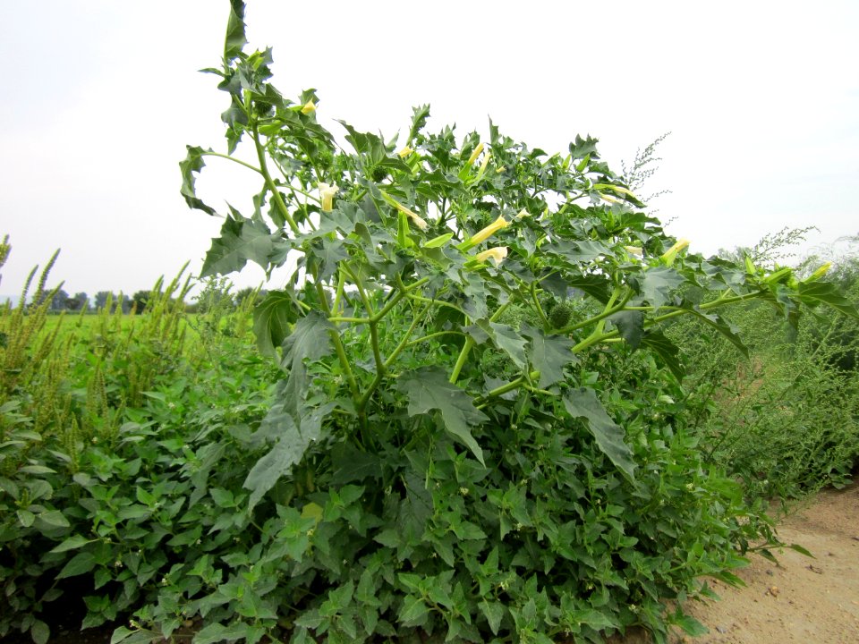 20120905Datura stramonium1