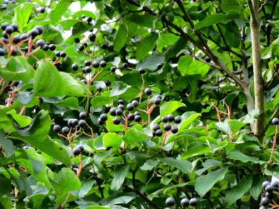 20130823Cornus sanguinea2