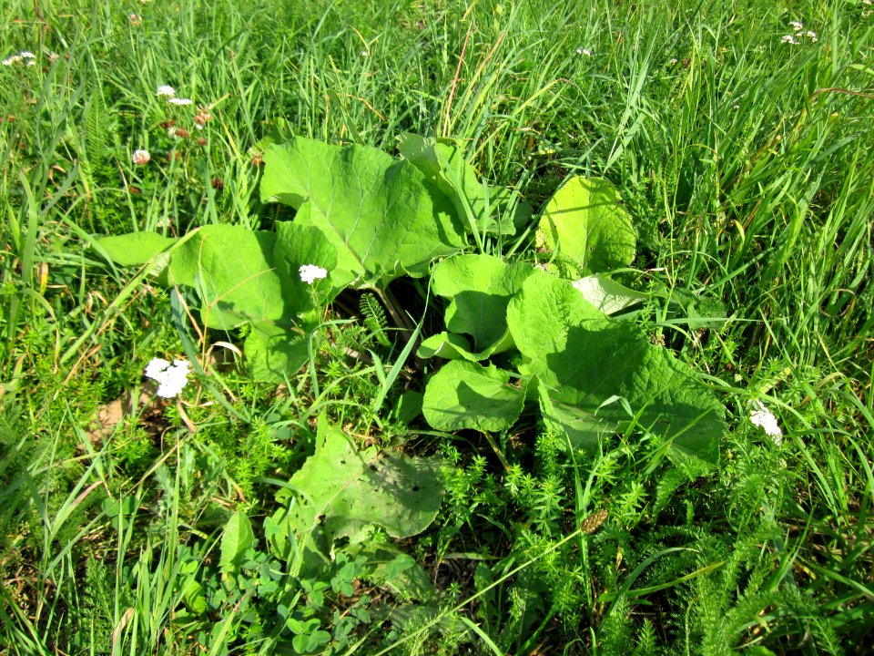 20120901Arctium lappa