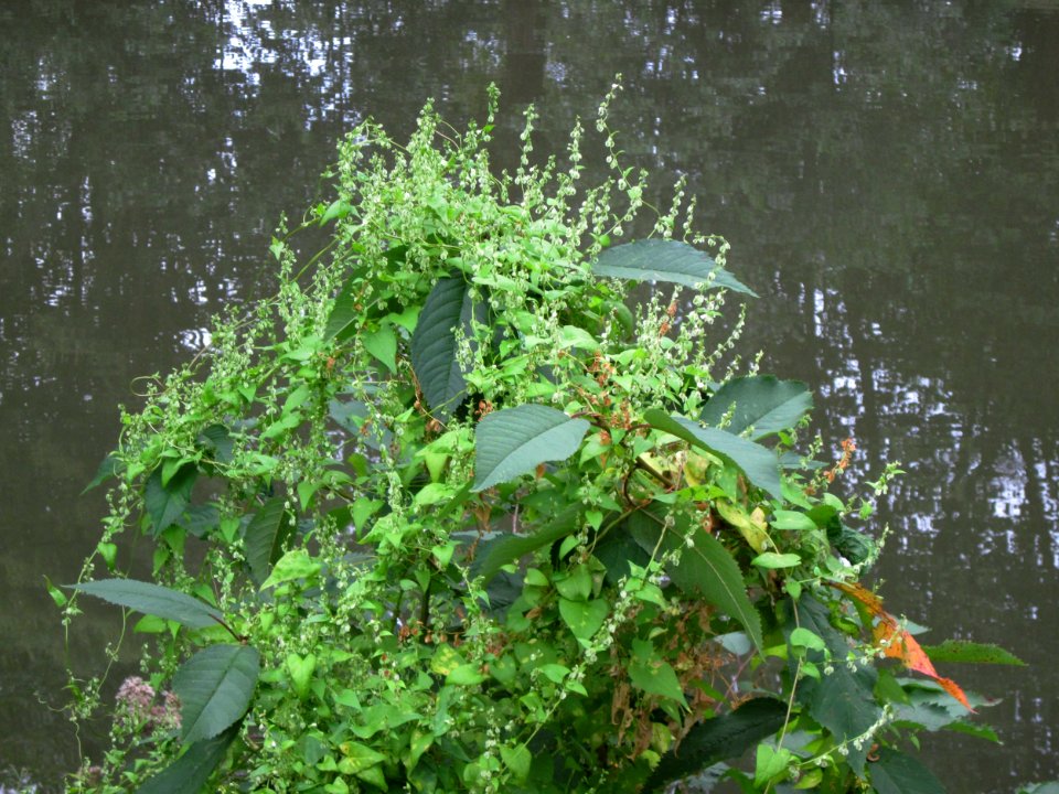 20120828Staden Saarbruecken5
