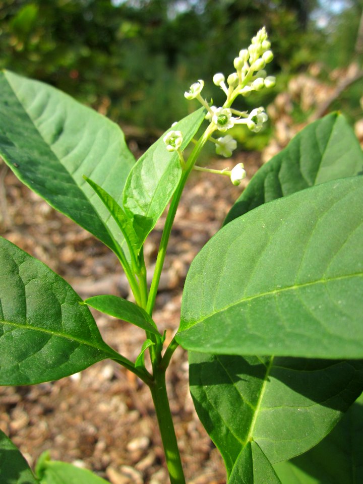 20130803Phytolacca americana2