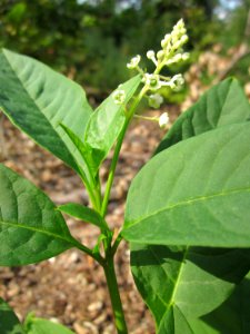 20130803Phytolacca americana2