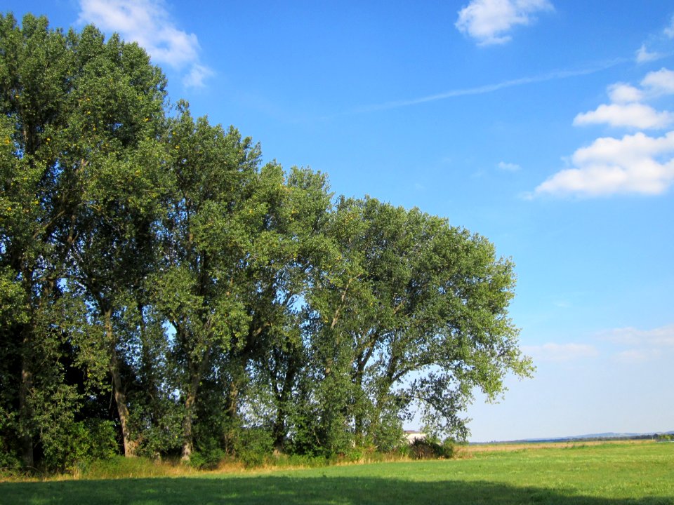 20120904Populus x canadensis4