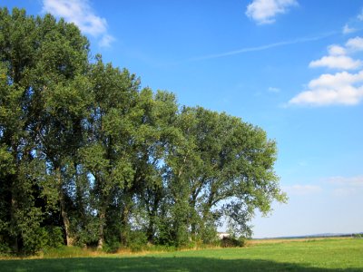 20120904Populus x canadensis4