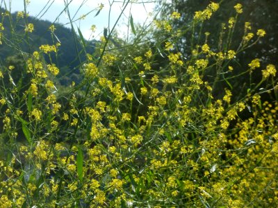 20120703Brassica nigra2