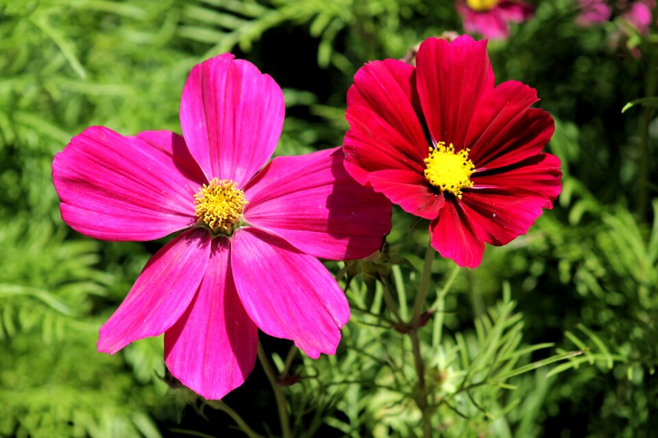 Flowers plants nature