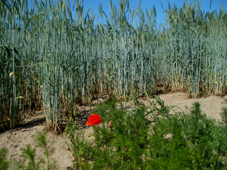20120525Roggen Ketsch1