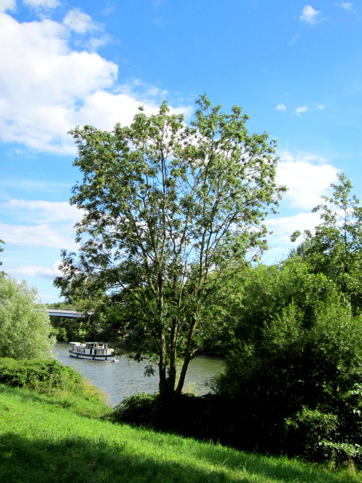 20120807Esche Saar Saarbruecken1