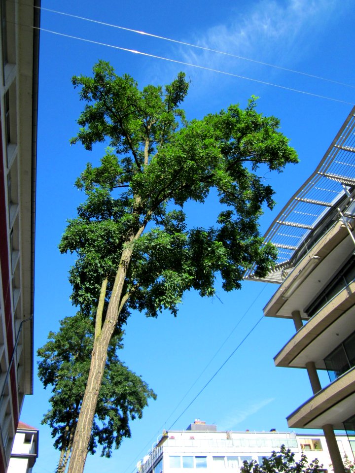 20120827Hohenzollernstr Saarbruecken23