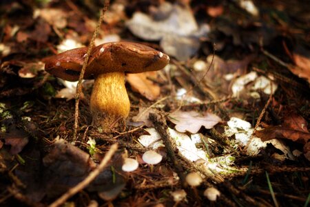 Nature mushroom picking autumn beginning