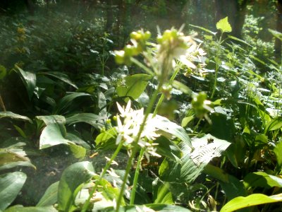 20120510Baerlauch4