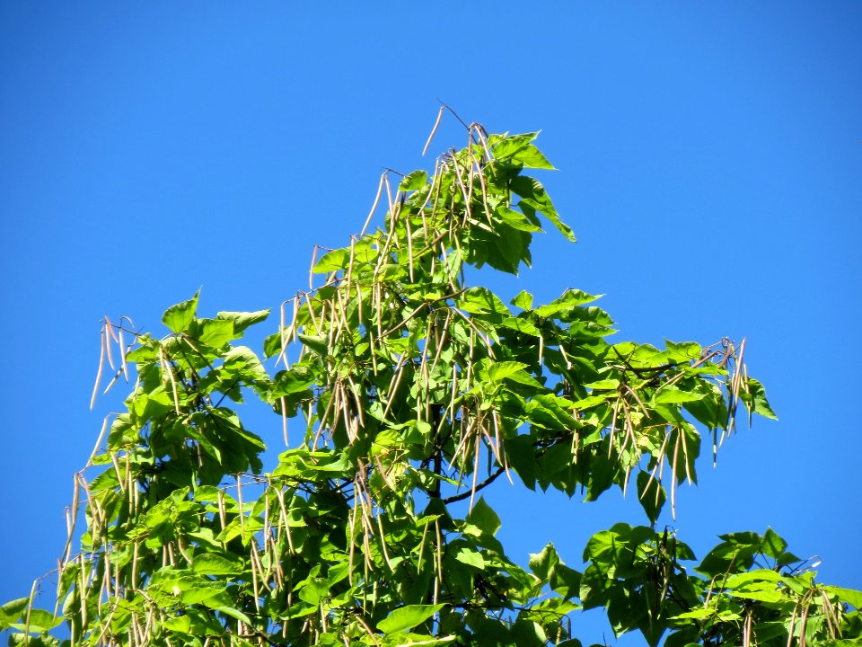 20130903Catalpa bignonioides