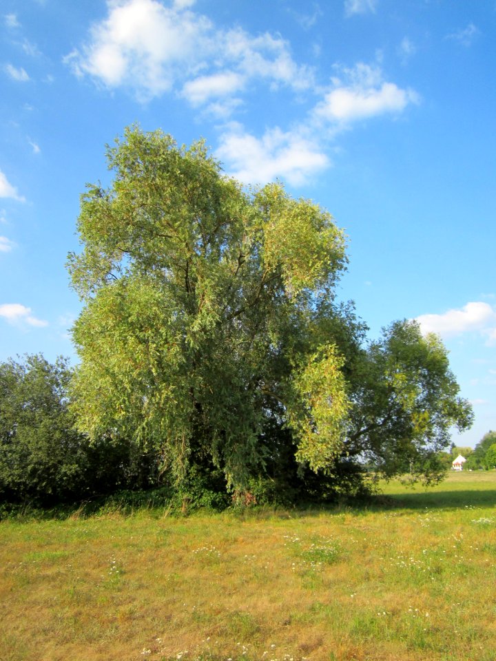 20120904Salix alba14
