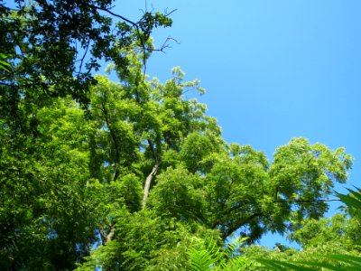 20130903Juglans nigra4