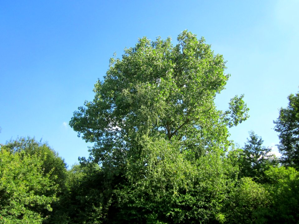20130721Populus tremula1