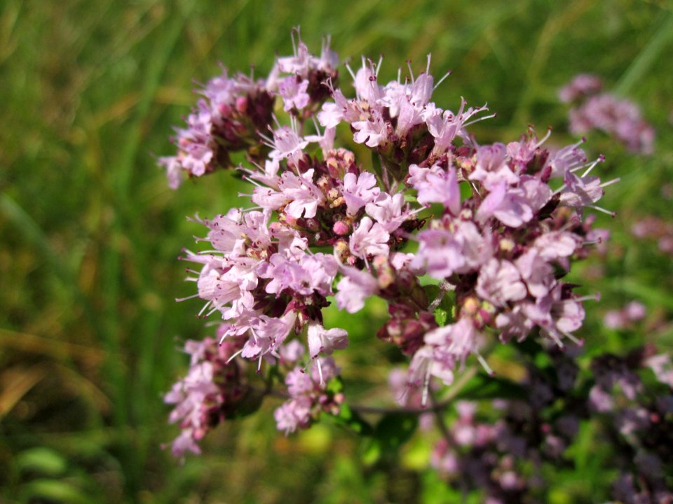 20130721Origanum vulgare2