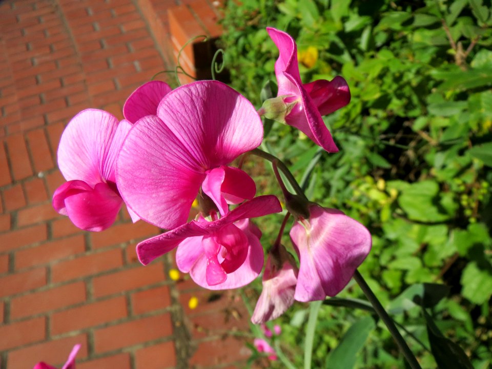 20130903Lathyrus latifolius2