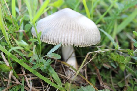Fungus forest nature