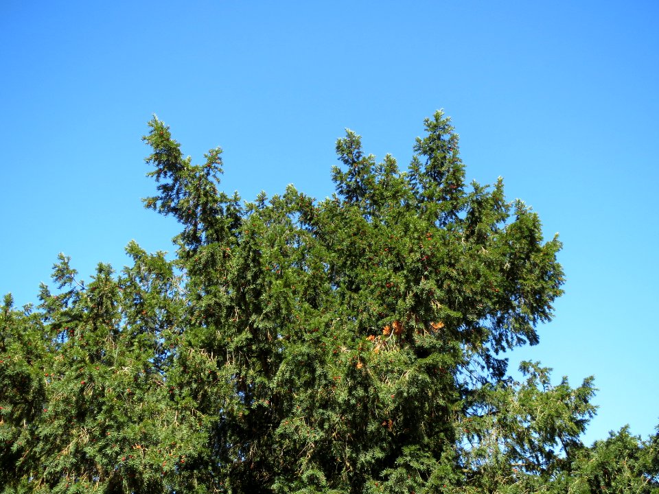 20130903Taxus baccata2