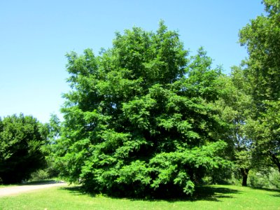 20130721Fluegelnuss Saarbruecken1
