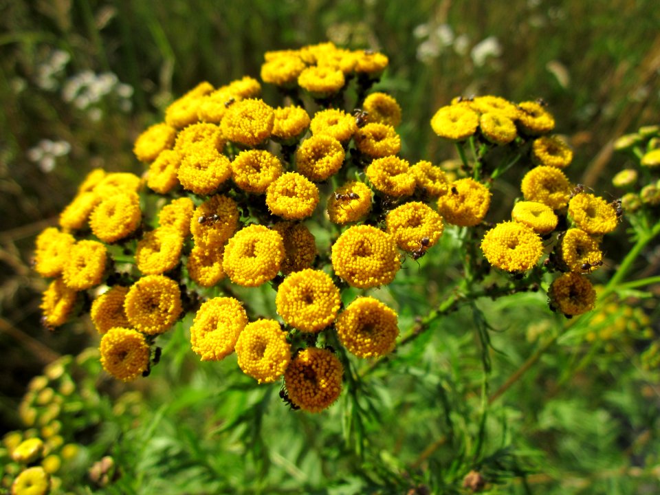 20130721Tanacetum vulgare