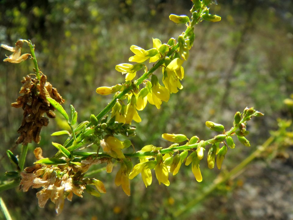 20130904Melilotus officinalis