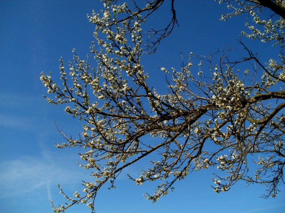 20120401Apfelbluete Rheihausen11