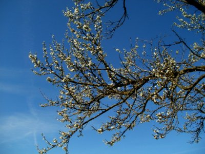 20120401Apfelbluete Rheihausen11