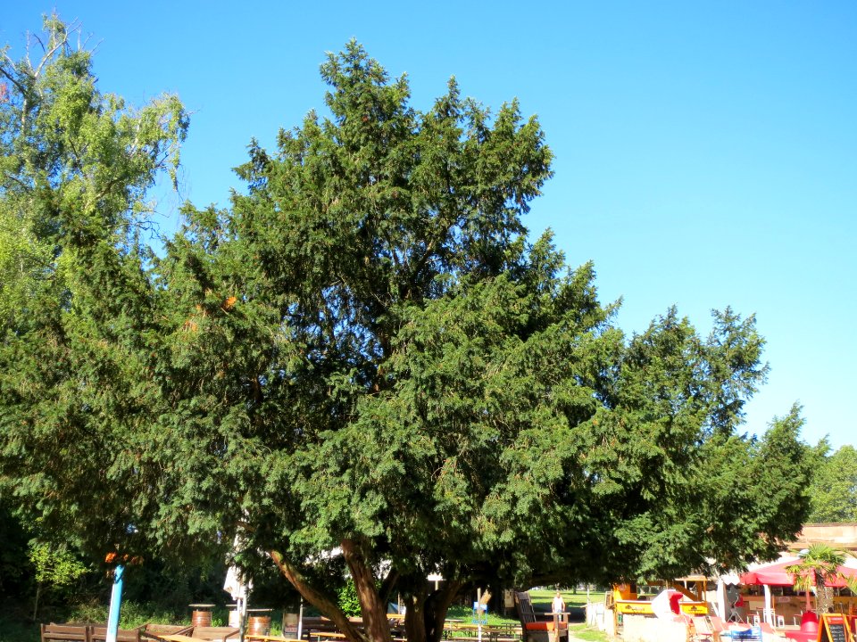 20130903Taxus baccata3