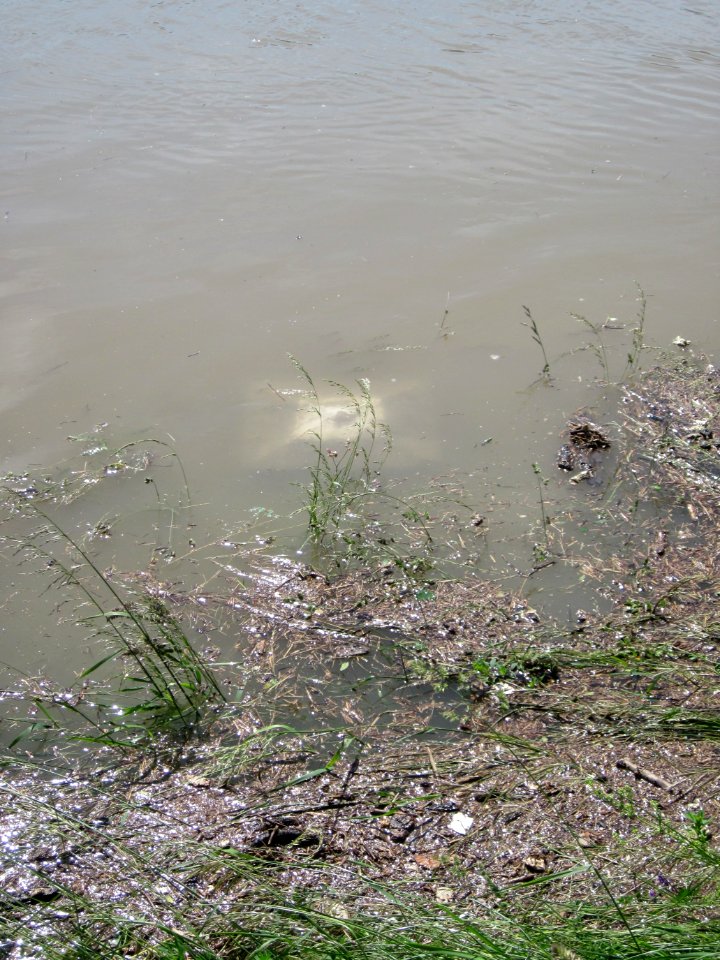 20130602Rheinhochwasser Altlussheim05