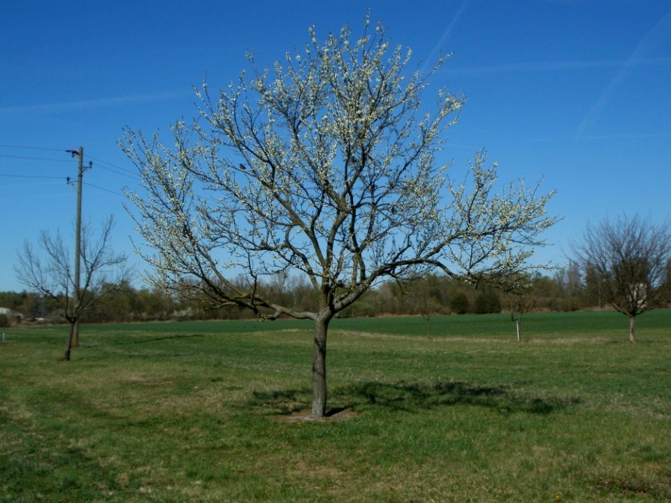 20120401Apfelbluete Rheihausen12