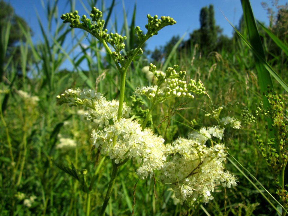20130721Filipendula ulmaria1