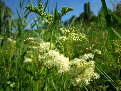 20130721Filipendula ulmaria1