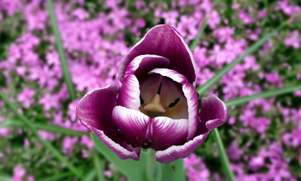 Violet nature plant