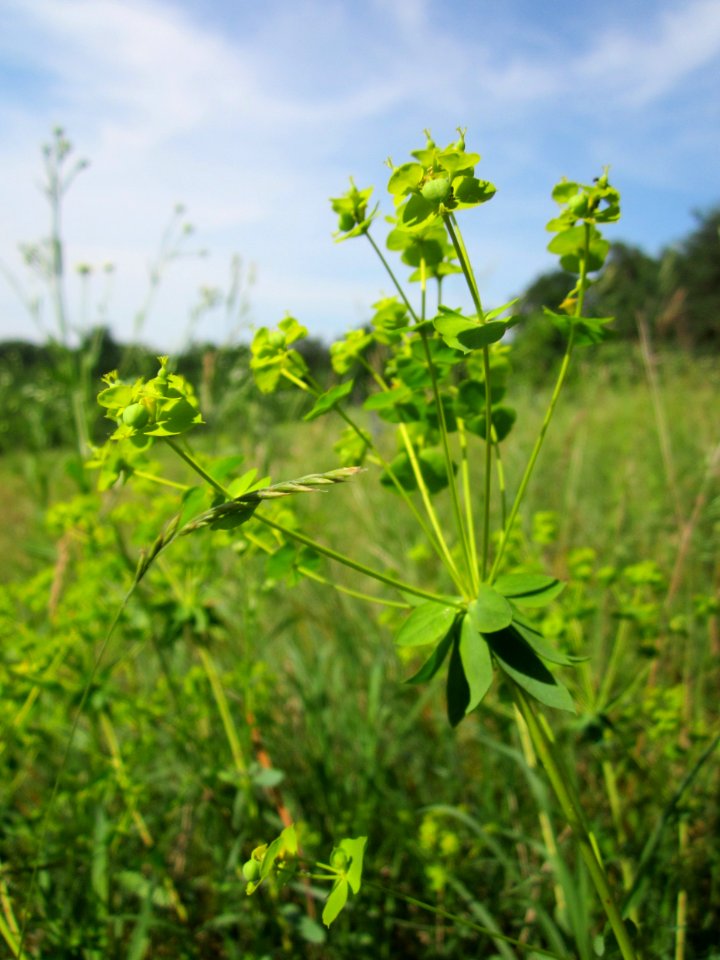 20130619Euphorbia seguieriana Schwetzinger Hardt3