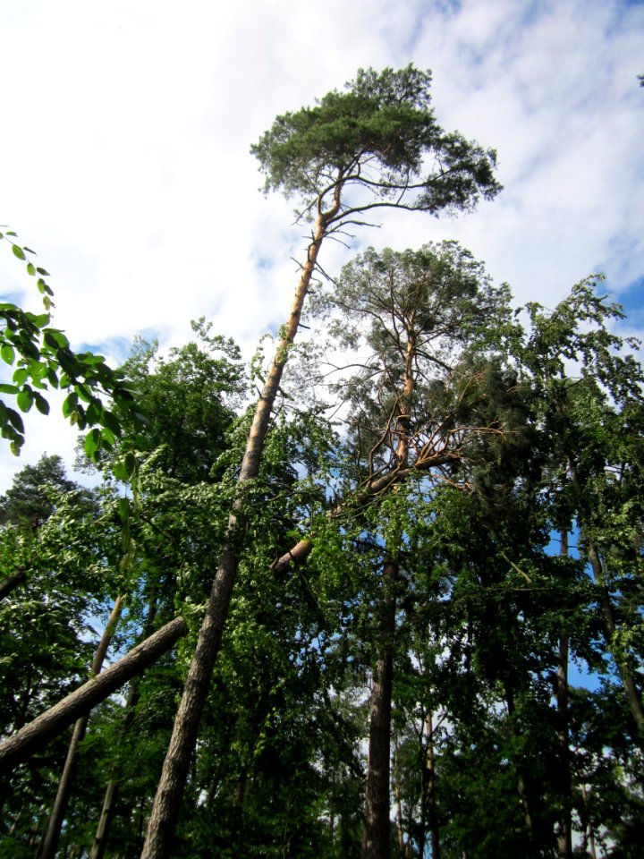 20130622Sturmschaden Schwetzinger Hardt17
